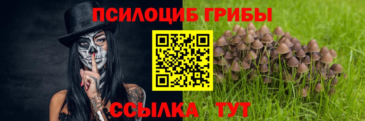 Галлюциногенные грибы Psilocybe Кудымкар